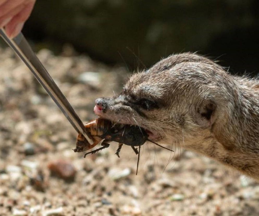 Alternatywne Walentynki w łódzkim zoo. Nakarm surykatki swoim eks!