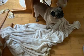 Zostawiła psy na tydzień bez jedzenia i picia! Jednego uwiązała na smyczy