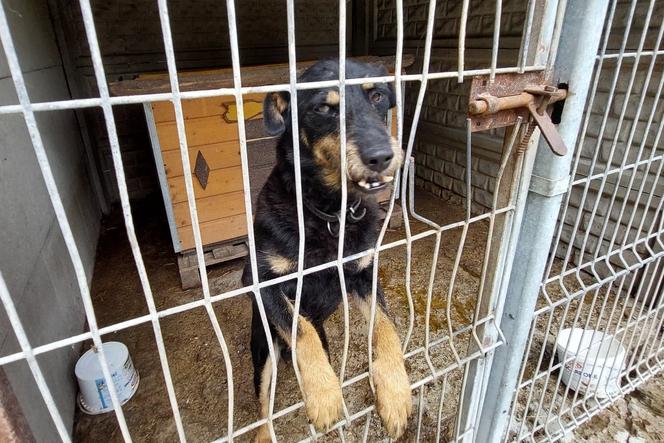 Potrzebna DOBREJ JAKOŚCI karma dla bezdomnych psiaków w Niedźwiedziu