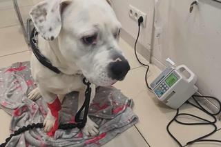 Pies Jazz zjadł kiełbasę naszpikowaną drutem