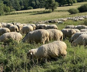 Łemkowie w Małopolsce. Ślady zostawione wszędzie