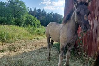  Zagroda Konika Polskiego w Gorajcu