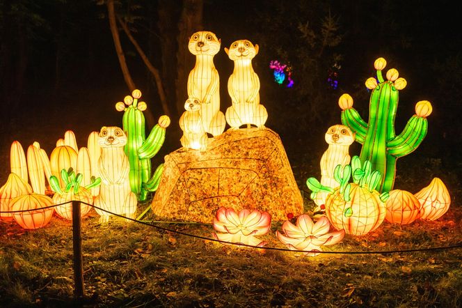 Nietypowy cennik biletów na wystawę Garden of Lights we Wrocławiu. O co chodzi? 