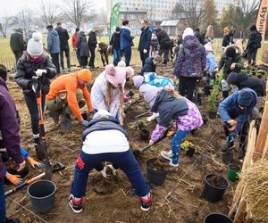 Zasadzili nowy las w Rybniku. I to w centrum zabudowy. Las Miyawaki wyrośnie nawet 3 razy szybciej