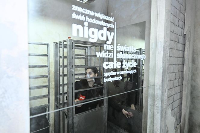 Reporterzy "Super Expressu" zamienili się w świnie. To pierwsze takie miejsce w Polsce. Nietypowy escape room w Warszawie