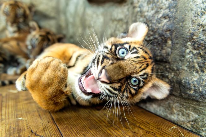 Niesamowite narodziny we wrocławskim zoo. Na świat przyszły cztery tygrysy sumatrzańskie 