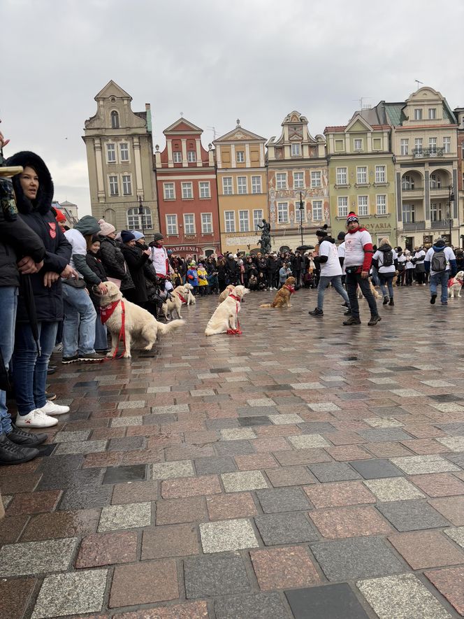 Golden Retriever WOŚP w Poznaniu