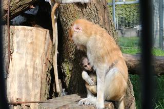 Chorzów: Otwarcie zoo i OGROMNA kolejka! Każdy chce zobaczyć pingwiny