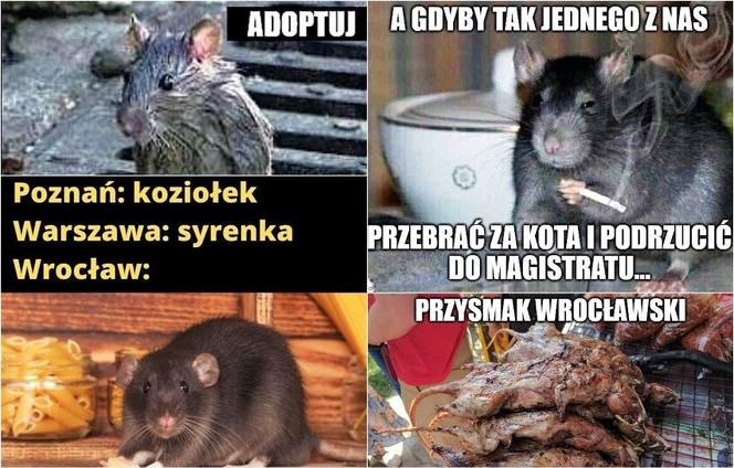 Szczury przejęły władzę nad Wrocławiem. Zobacz Najlepsze MEMY!