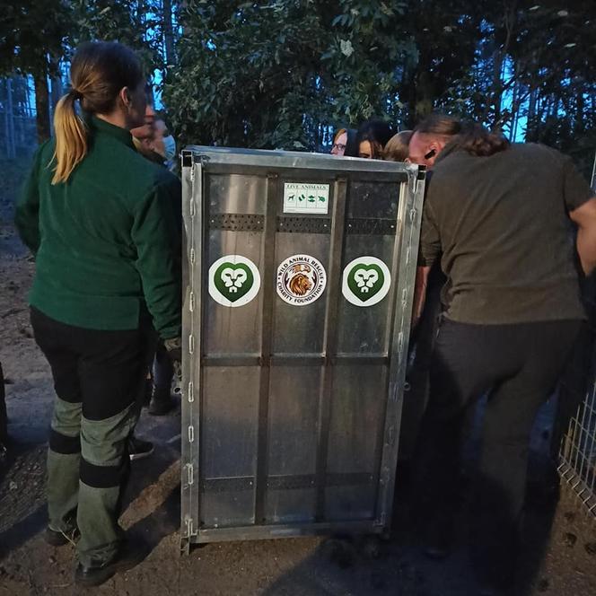Lwy ewakuowane z Ukrainy dotarły do Poznania