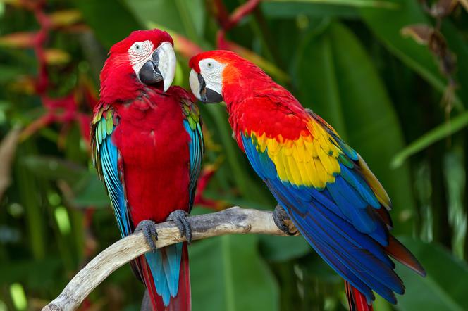 Papuga ara pochodzi z Ameryki Południowej. Jej cena sięga 6 tys. zł, a nawet więcej.