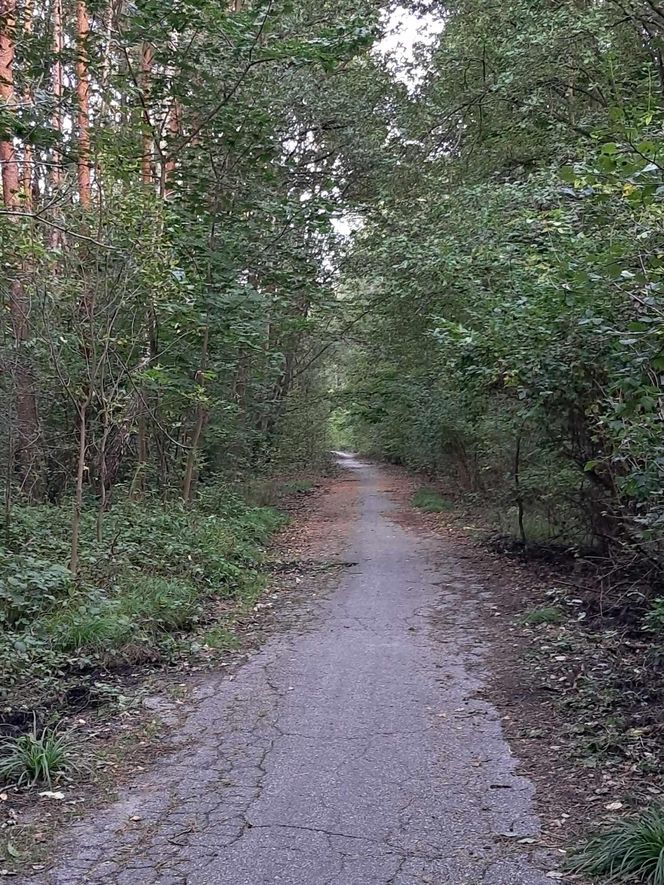 Tak wygląda leśna droga między ul. Wybickiego a ul. Gościnną w Panewnikach