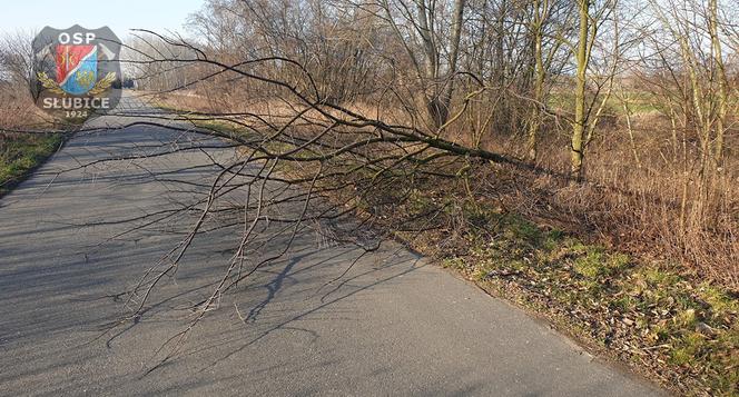 Płock. O krok od tragedii! Na drogę spadło drzewo podgryzione przez bobry! [ZDJĘCIA]