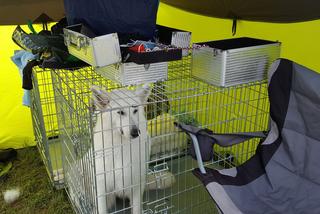 Międzynarodowa Wystawa Psów Rasowych PRESTIGE w Lesznie