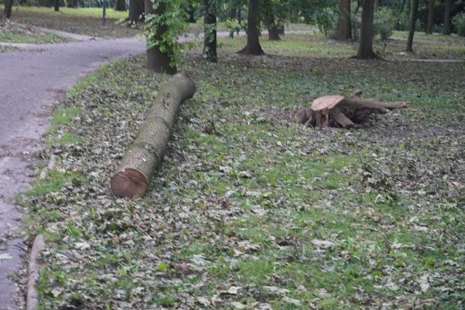 Połamane drzewa w Parku Miejskim w Kielcach po nawałnicy