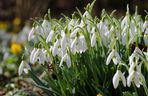 Śnieżyczka przebiśnieg (Galanthus nivalis)