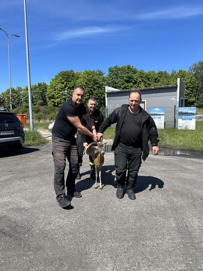 Młody jelonek wpadł do kanału portowego w Gdańsku. Uratowała go załoga Pioruna