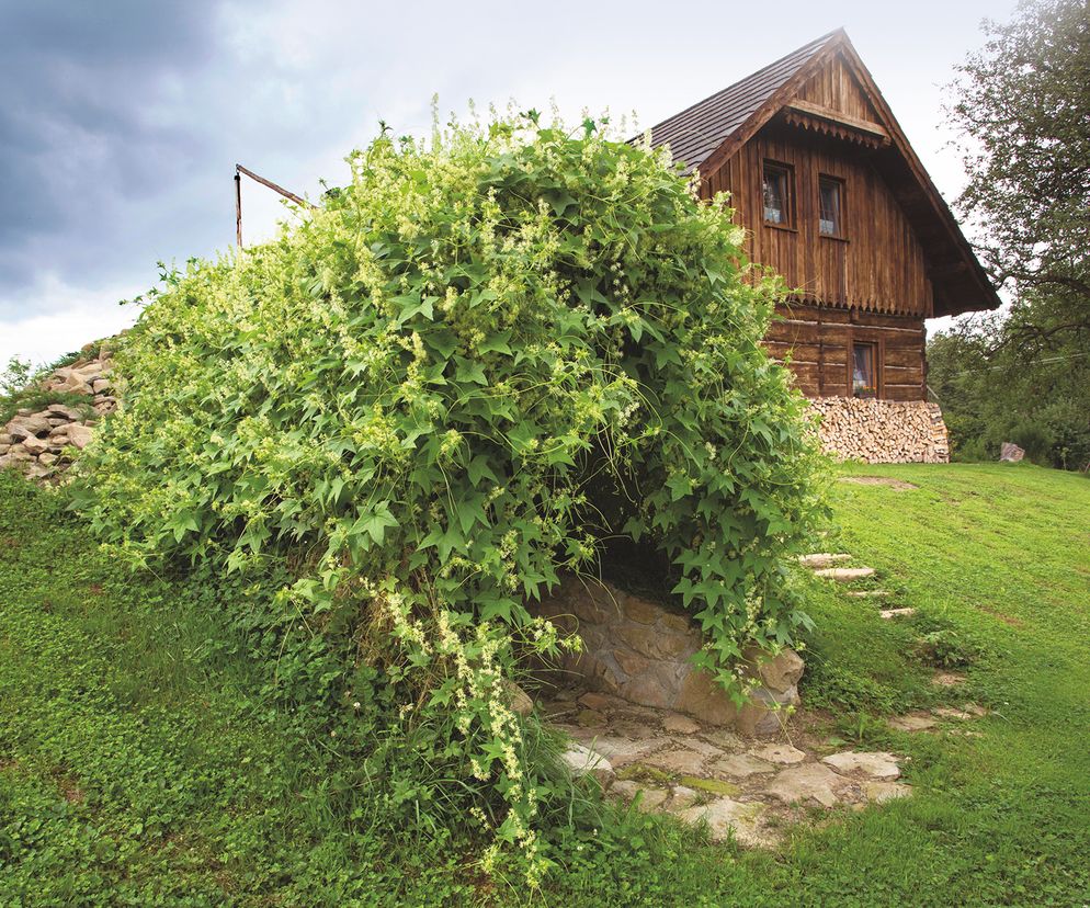 Ziemianka betonowa