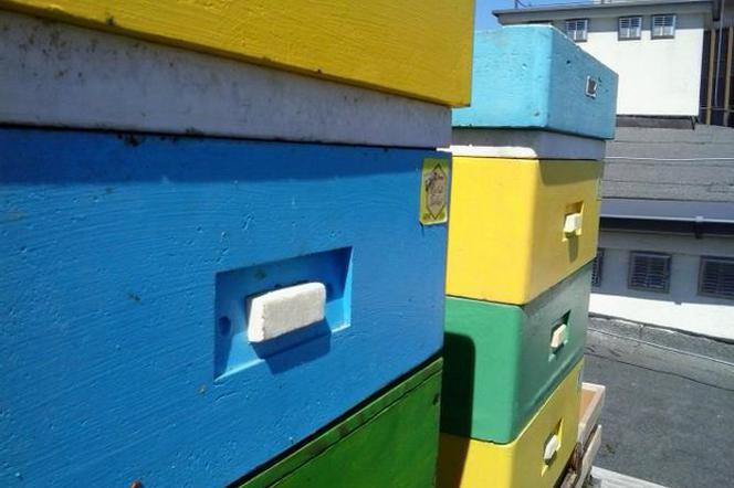 Pszczoły mieszkają na KUL! W trzy tygodnie wyprodukowały 50 litrów miodu [ZDJĘCIA]