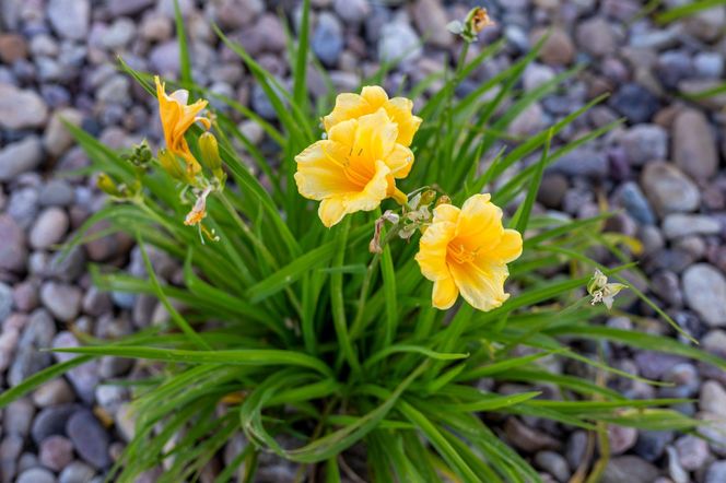 Liliowiec 'Stella de Oro'