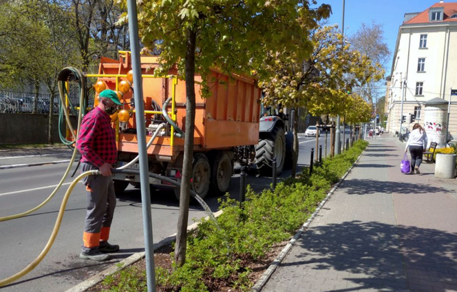 Poznań: Drogowcy rozpoczęli podlewanie roślin! Wcześniej niż zazwyczaj! Przez suszę!