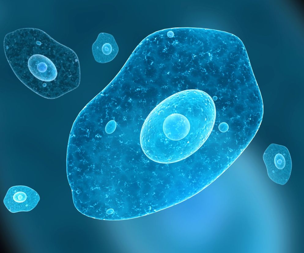 Zakażenie amebą (neglerioza) - przyczyny, objawy i leczenie