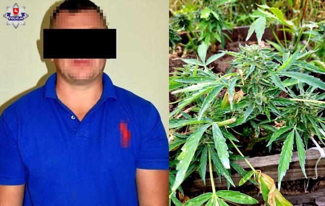 Policjanci zaskoczyli go podczas żniw. 35-latek nie zdążył zebrać marihuany 