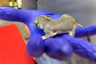  Weterynarze karmią malutką Popi co 2 godziny 