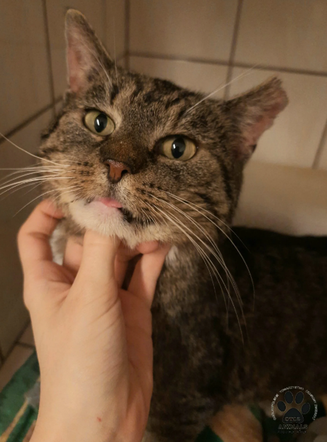 Kot do adopcji w zielonogórskim schronisku