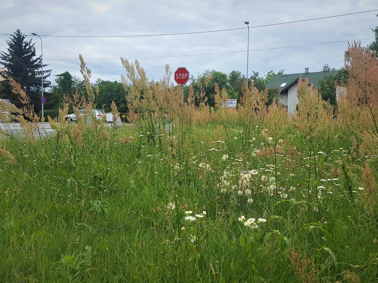 W Bełchatowie trawa po kolana. Mieszkańcy narzekają, a urzędnicy obiecują poprawę