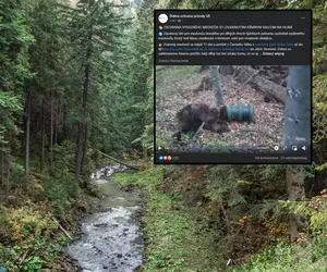 Koszmarne cierpienie niedźwiedzia w Tatrach