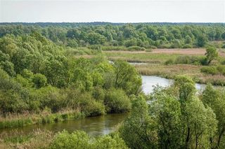 Ptasi raj niedaleko Łodzi. Rezerwat Jeziorsko to jedna z najbardziej niedocenianych atrakcji w regionie