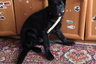 Poznajcie zwierzaków naszych Czytelników!