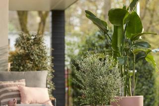 Doniczki balkonowe, duże donice na taras