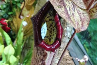 Krwiożercze rośliny opanowały katowicki Spodek! Trwa Festiwal Roślin Owadożernych [ZDJĘCIA, AUDIO]