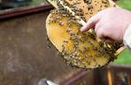 Pszczołom na ratunek. Odkrycie naukowca z Białegostoku może uratować miliony owadów