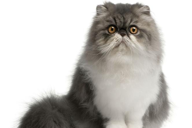 Kot perski - wymagający elegant