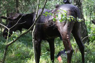 Łoś utknął w bagnie