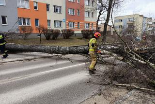 Szkody po Orkanie Eunice. Zrywało dachy, wyrywało grube drzewa, brakowało prądu