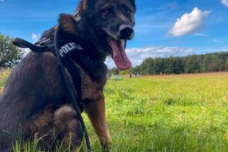 Kazik przeszedł na emeryturę. Dostał medal i... kość!