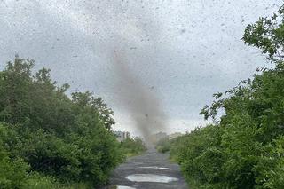 Szok! TORNADO z komarów. Inwazja jakiej jeszcze nie było, przerażające wideo