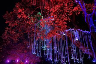 Lumina Park Poznań w święta 