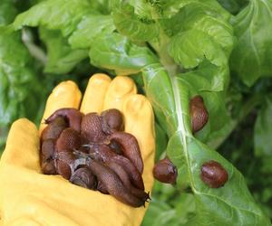 Jak pozbyć się ślimaków bez skorupy z ogrodu? Weź 50 g tego produktu i zrób naturalną pułapkę. Domowe sposoby na ślimaki