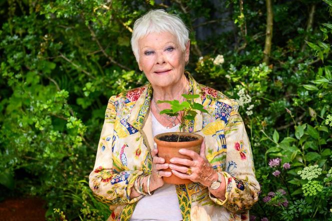 Judi Dench