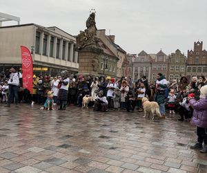 Golden Retriever WOŚP w Poznaniu