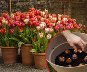 Sadzenie tulipanów w donicach