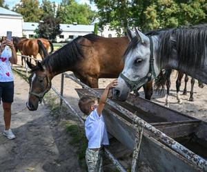 Moc atrakcji! Tak wygląda Narodowy Pokaz Koni Arabskich w Janowie Lubelskim. Zobacz