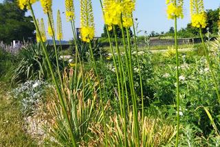 Kieleckie Święto Róż 2023