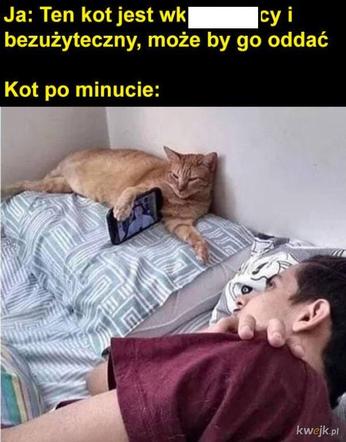Koty opanowały internet! Memy z mruczkami bawią do łez [TOP 45]
