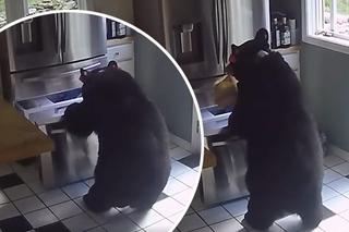 Niedźwiedź włamał się do domu i ukradł jedną rzecz! Niewiarygodne wideo